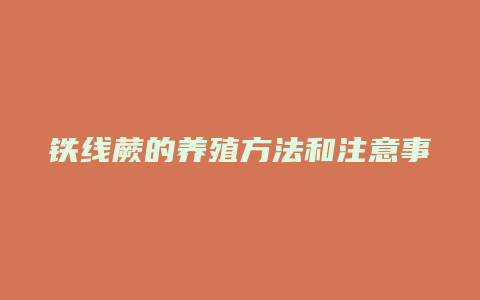 铁线蕨的养殖方法和注意事项有哪些