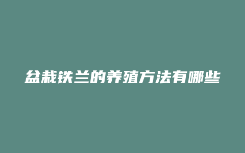 盆栽铁兰的养殖方法有哪些