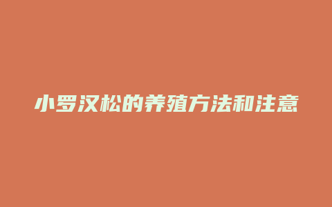 小罗汉松的养殖方法和注意事项