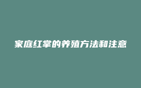 家庭红掌的养殖方法和注意事项