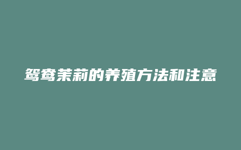 鸳鸯茉莉的养殖方法和注意事项