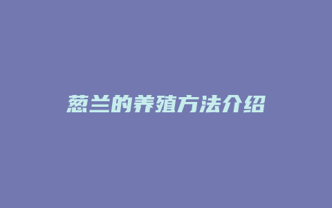 葱兰的养殖方法介绍