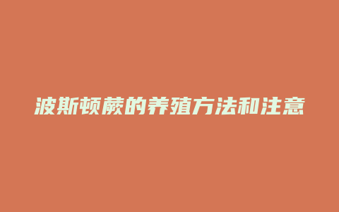 波斯顿蕨的养殖方法和注意事项