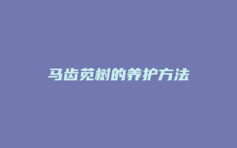 马齿苋树的养护方法