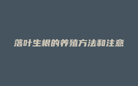 落叶生根的养殖方法和注意事项有