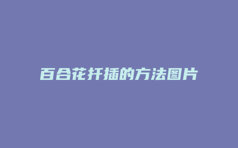 百合花扦插的方法图片