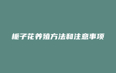 栀子花养殖方法和注意事项