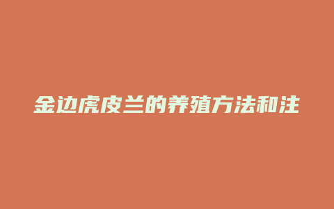 金边虎皮兰的养殖方法和注意事项