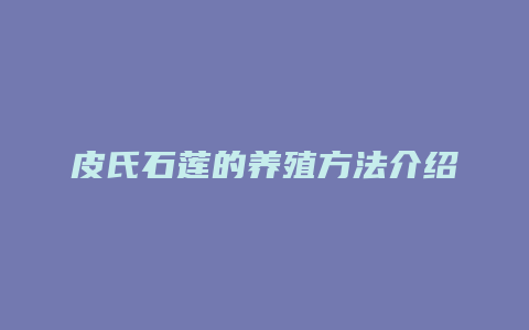 皮氏石莲的养殖方法介绍