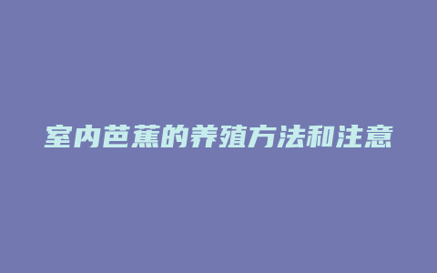 室内芭蕉的养殖方法和注意事项