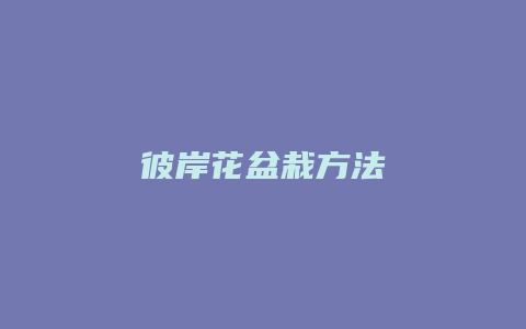 彼岸花盆栽方法