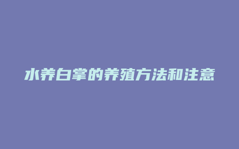 水养白掌的养殖方法和注意事项