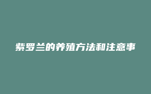 紫罗兰的养殖方法和注意事项