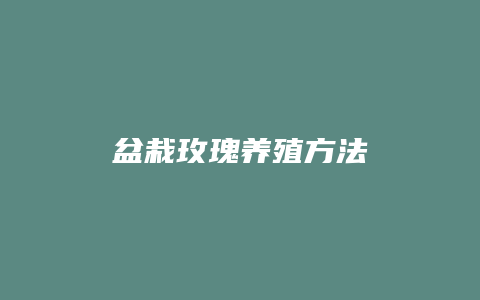 盆栽玫瑰养殖方法