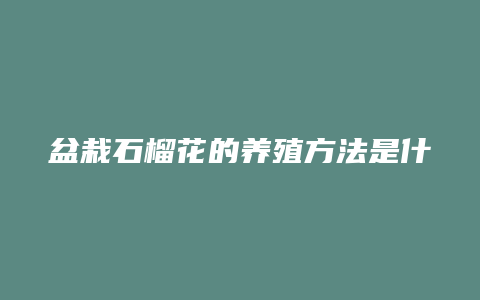 盆栽石榴花的养殖方法是什么