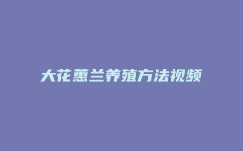 大花蕙兰养殖方法视频