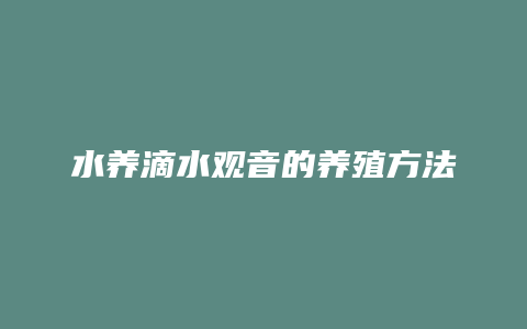 水养滴水观音的养殖方法