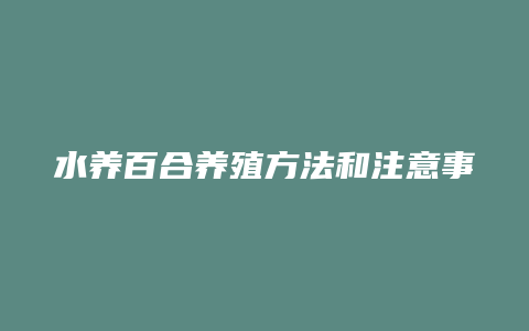 水养百合养殖方法和注意事项