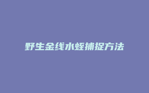 野生金线水蛭捕捉方法