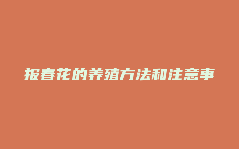 报春花的养殖方法和注意事项