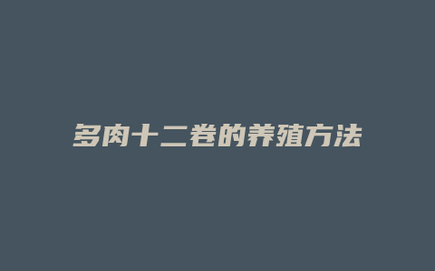 多肉十二卷的养殖方法