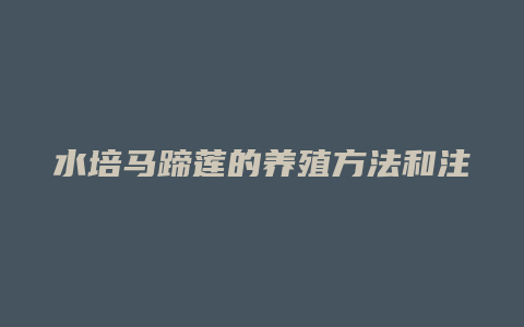 水培马蹄莲的养殖方法和注意事项