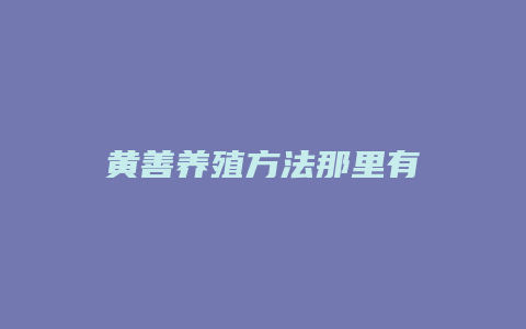 黄善养殖方法那里有