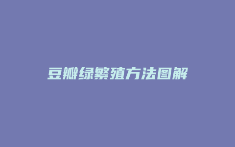 豆瓣绿繁殖方法图解