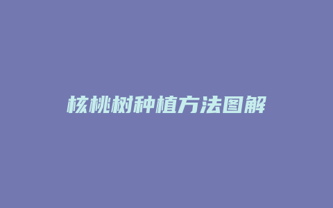 核桃树种植方法图解