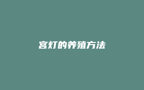 宫灯的养殖方法