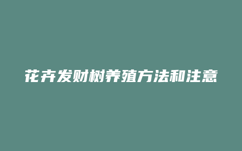 花卉发财树养殖方法和注意事项