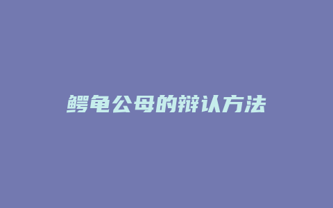 鳄龟公母的辩认方法