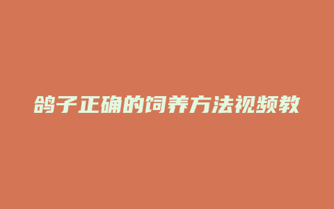 鸽子正确的饲养方法视频教程