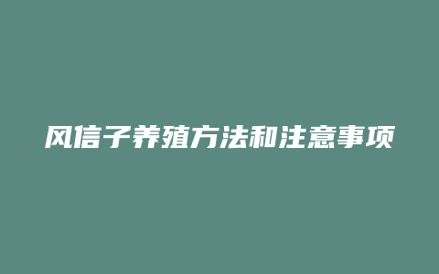 风信子养殖方法和注意事项