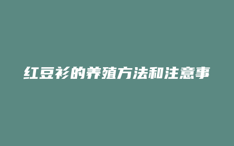 红豆衫的养殖方法和注意事项