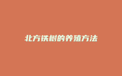 北方铁树的养殖方法