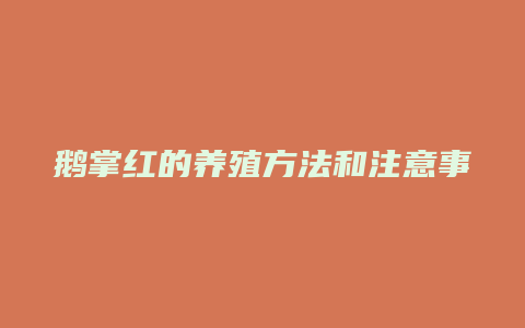 鹅掌红的养殖方法和注意事项