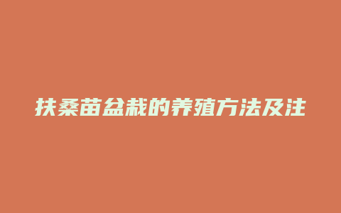 扶桑苗盆栽的养殖方法及注意事项