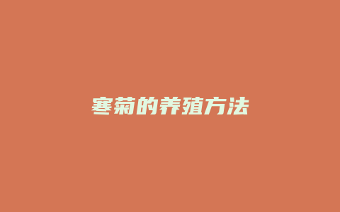 寒菊的养殖方法