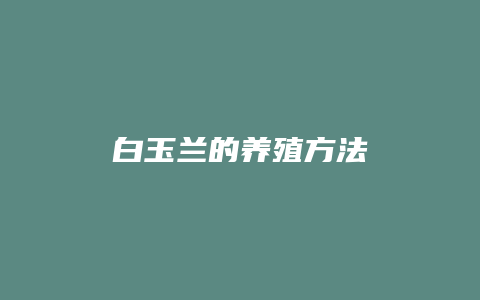 白玉兰的养殖方法