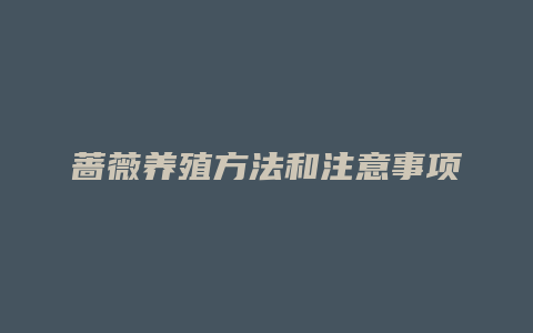 蔷薇养殖方法和注意事项