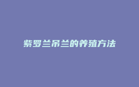 紫罗兰吊兰的养殖方法