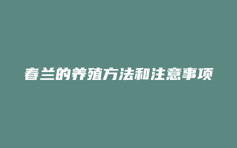 春兰的养殖方法和注意事项有哪些