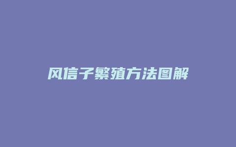 风信子繁殖方法图解