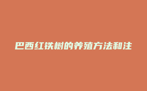 巴西红铁树的养殖方法和注意事项