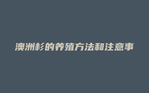 澳洲杉的养殖方法和注意事项有哪些