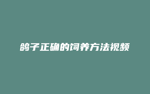 鸽子正确的饲养方法视频