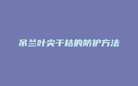 吊兰叶尖干枯的防护方法