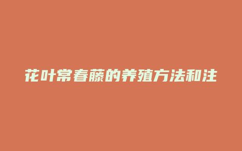 花叶常春藤的养殖方法和注意事项