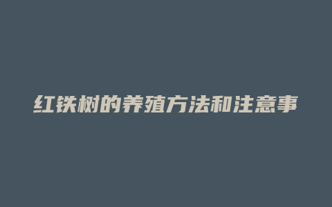 红铁树的养殖方法和注意事项